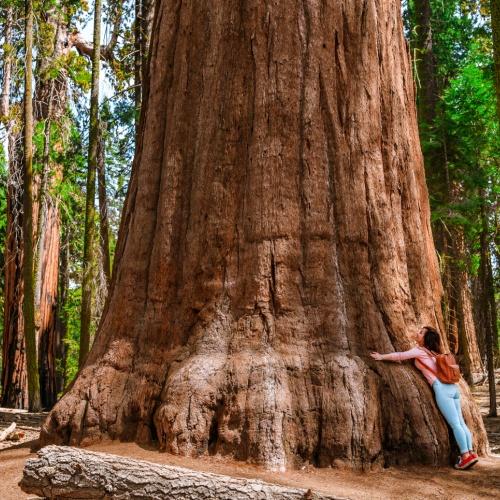 Reuzensequoia in Mariposa Grove