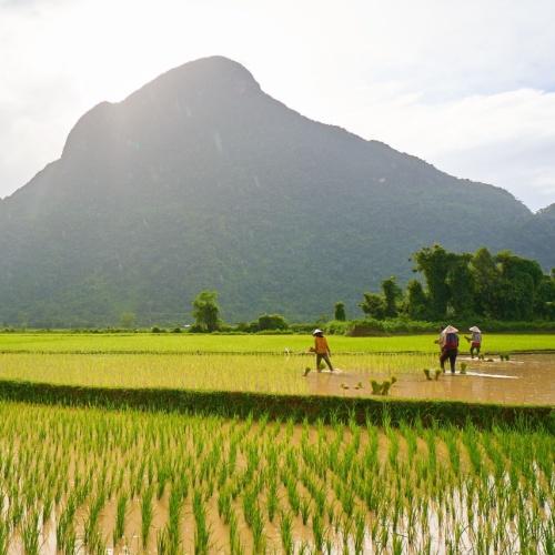 Vang Vieng rijstvelden