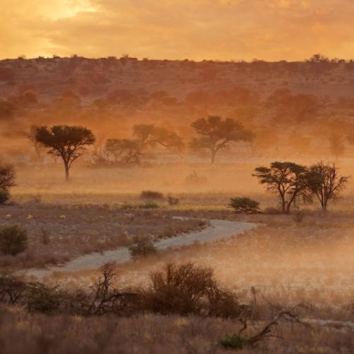 Kalahari-woestijn