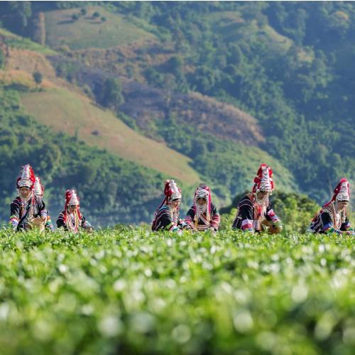 Chiang Rai, Chuifong theeplantage 