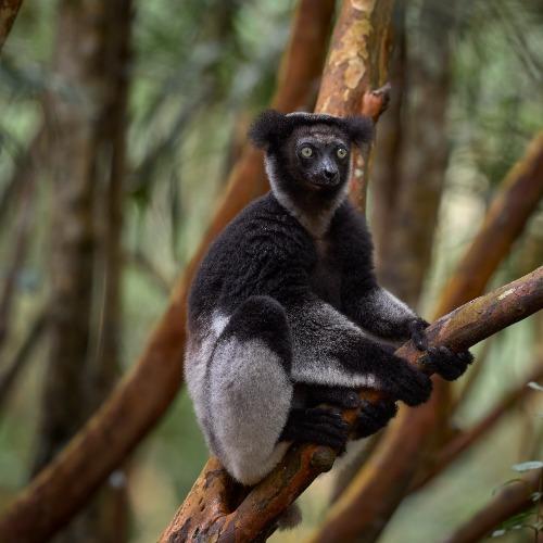 Indri-indri