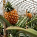 Ananasplantage Ponta Delgada