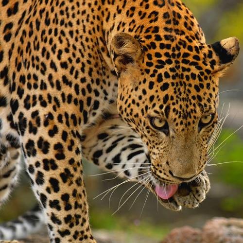 Wilde dieren spotten in Wilpattu Nationaal Park