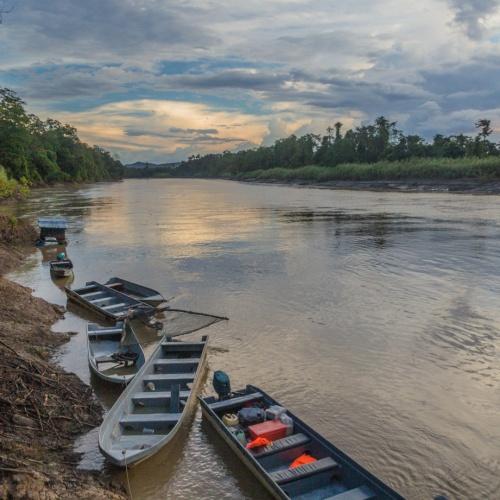 Boten in de Kinabatangan rivier