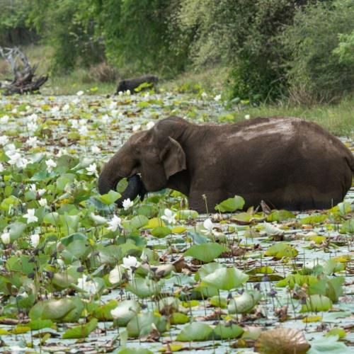 Olifant tussen de lelies in Yala National Park 