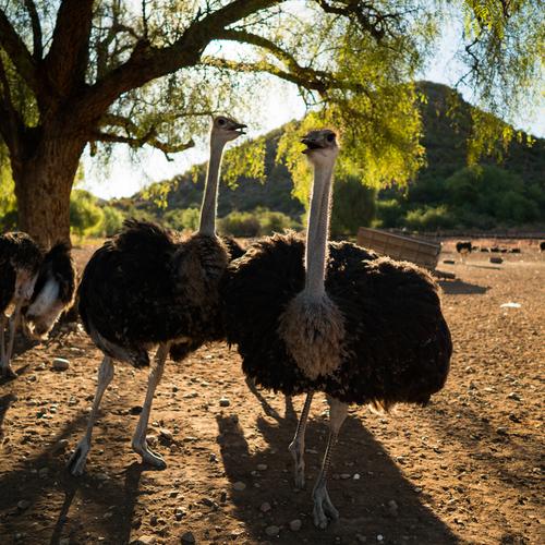 Struisvogels Oudtshoorn 