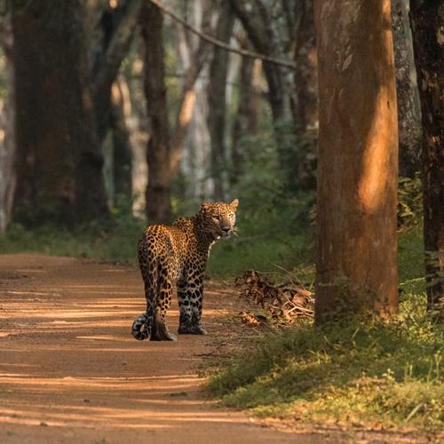 Sri Lanka, Luipaard in Wilpattu NP