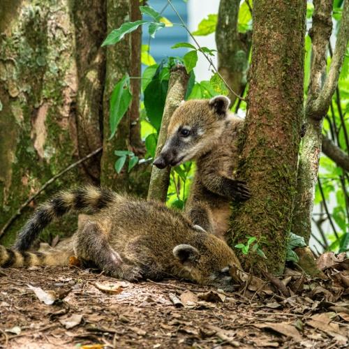 Familie van Zuid-Amerikaanse neusberen, ringstaartneusbeer (Nasua nasua) bij de Iguazú-watervallen