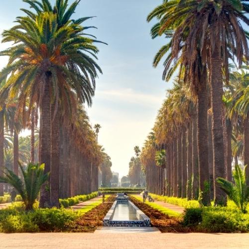Casablanca, palmbomen