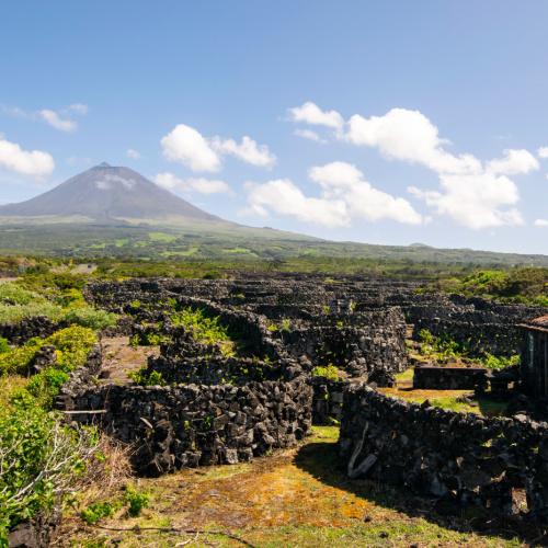 Pico