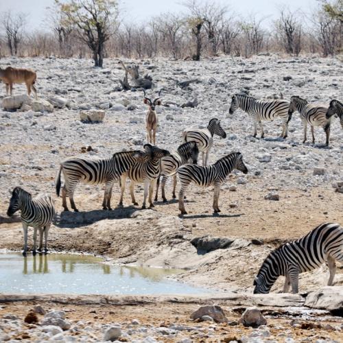 Zebra's in Etosha Nationaal Park