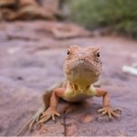 Kings Canyon
