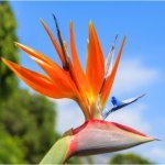 Strelitzia