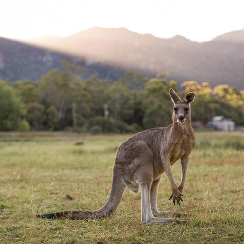 Grampians Nationaal Park