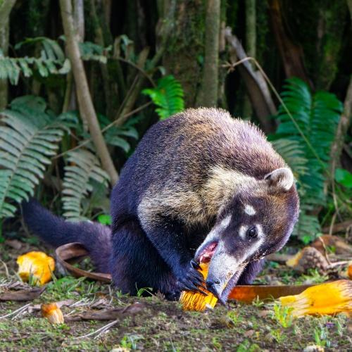 Neusbeer (Coati) in Mistico Park