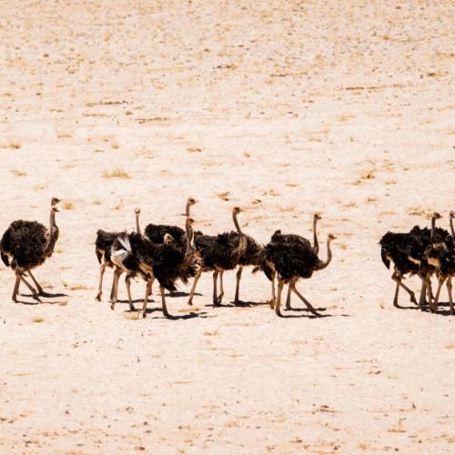 Struisvogels in Lüderitz