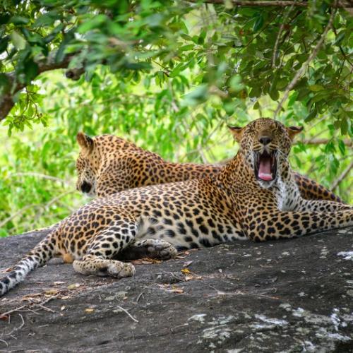 Luipaard in Sri Lanka