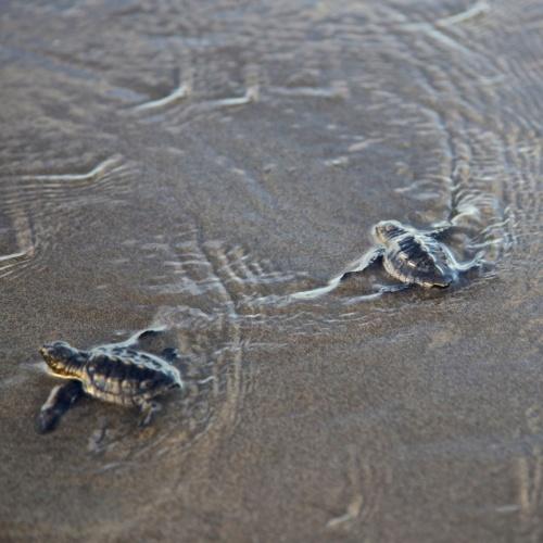 Schildpadden aan de kust van El Salvador