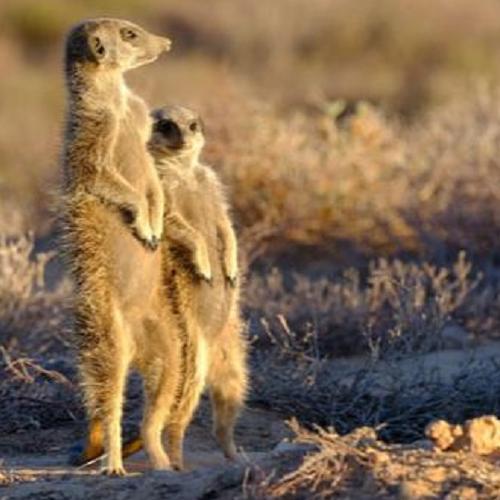 Stokstaartjes safari