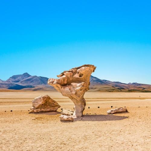 De ''Steenboom'' Arbol De Piedra