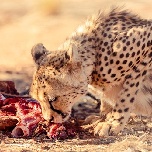 Otjiwarongo, cheetah