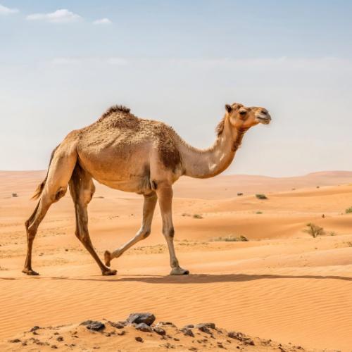 Egyptische kameel