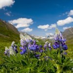 Bloemen in Hatcher Pass