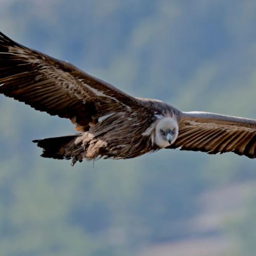 Dadia Nationaal Park, gier
