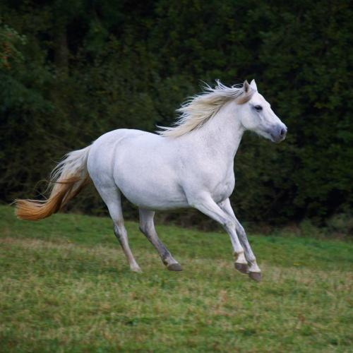 Connemara, wit paard