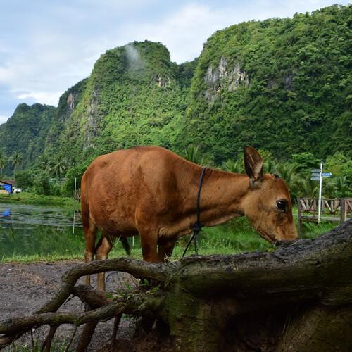 Koe bij Rammang-Rammang, Sulawesi