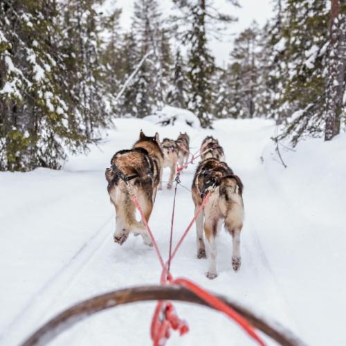 Husky tocht