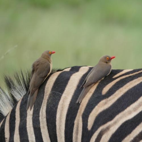 Roodsnavelvormige Oxpeckers in Kruger Nationaal Park