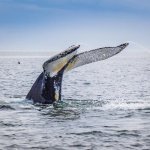 Op zee - St. Lawrence