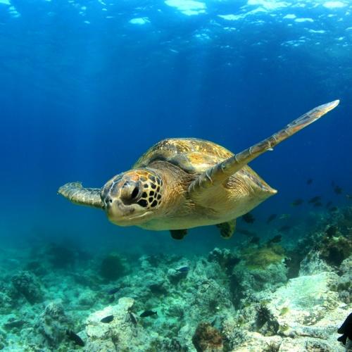 Schildpad onder water