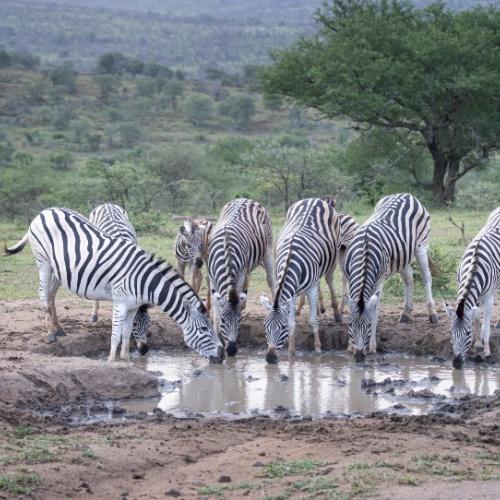 Hluhluwe Nationaal Park, zebra's