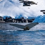 Walvissen op Antarctica