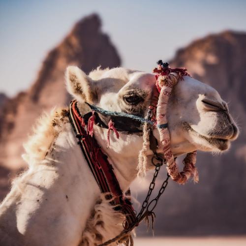 Kameel in de Wadi Rum woestijn