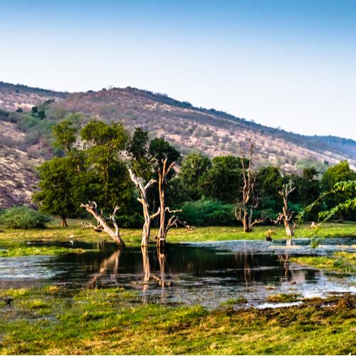 Ranthambore National Park
