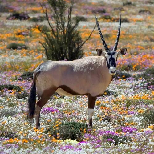 Oryxen in Namaqualand