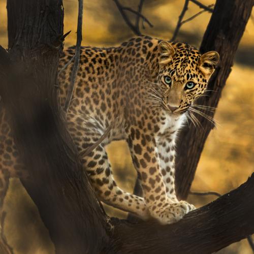 Jhalana Leopard Safari Park