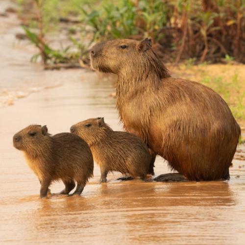 Capibara's