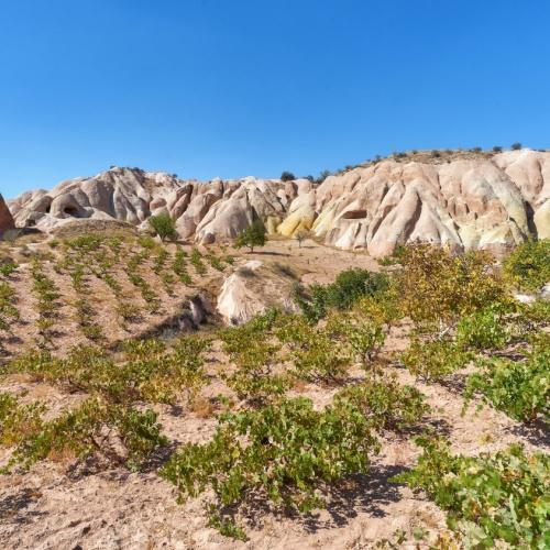 Cappadocië, wijngaarden