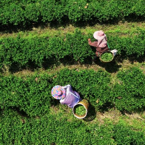 thee plukkers Cameron Highlands