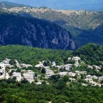 Monodendri