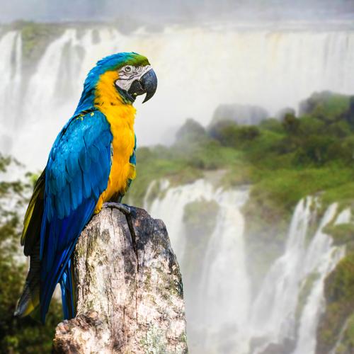 Iguazú-watervallen
