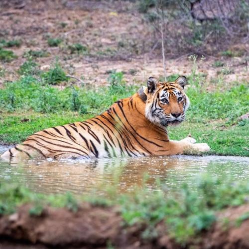 Bengaalse Tijger in het Sariska Nationaal Park