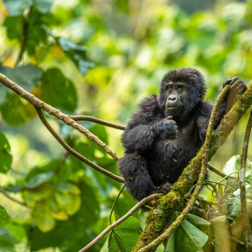 Baby gorilla in het regenwoud