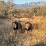 Game drive in Kruger (Hoedspruit)