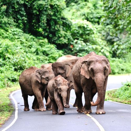 Olifanten, Khao Yai Nationaal Park