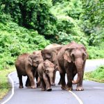 Olifanten, Khao Yai Nationaal Park